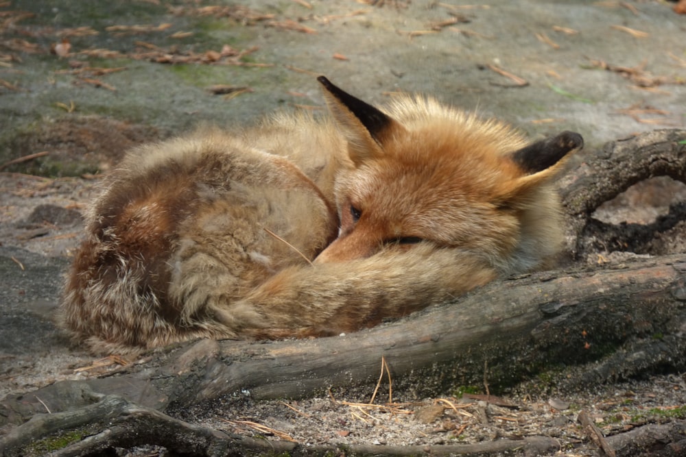 a red fox curled up asleep on a log