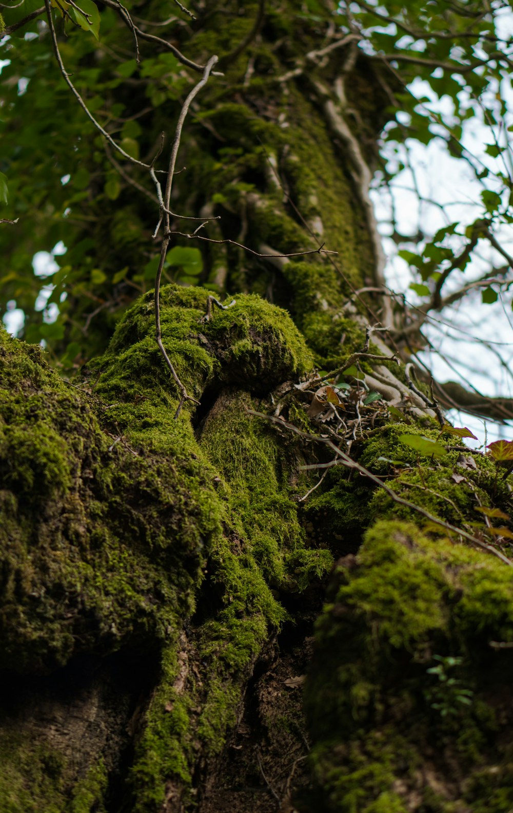 a moss covered tree trunk with a bird perched on top of it
