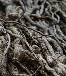 A complex network of intertwined tree roots covers a forest floor. The roots are gnarled, weathered, and vary in thickness, showing signs of age and exposure to the elements. The earthy textures and natural, organic forms create a sense of rugged beauty.