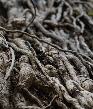 A complex network of intertwined tree roots covers a forest floor. The roots are gnarled, weathered, and vary in thickness, showing signs of age and exposure to the elements. The earthy textures and natural, organic forms create a sense of rugged beauty.