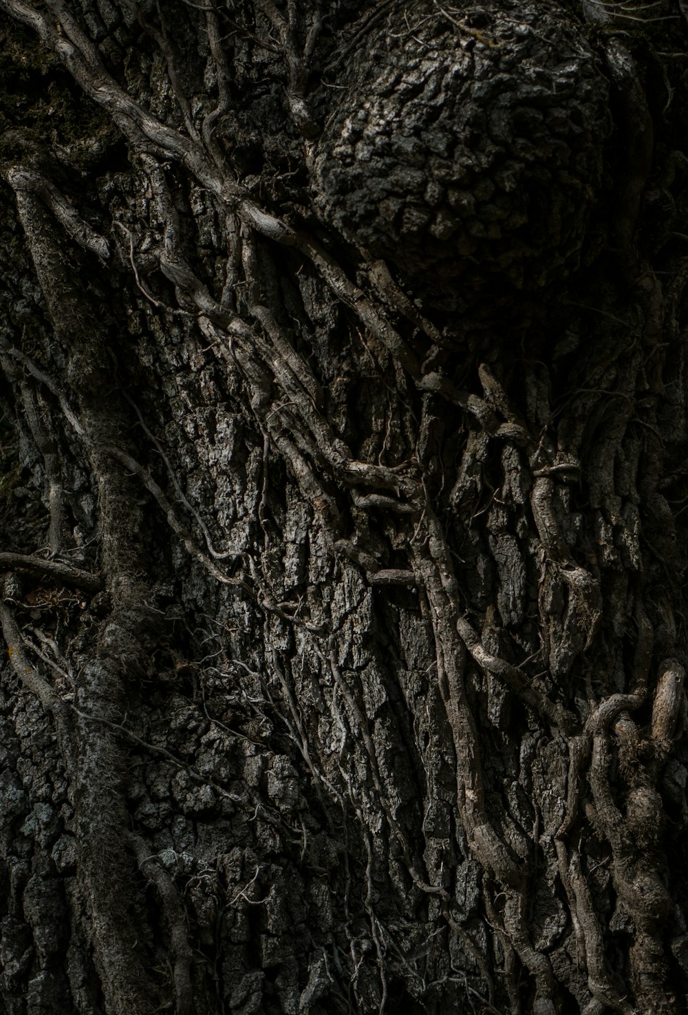 a close up of the bark of a tree