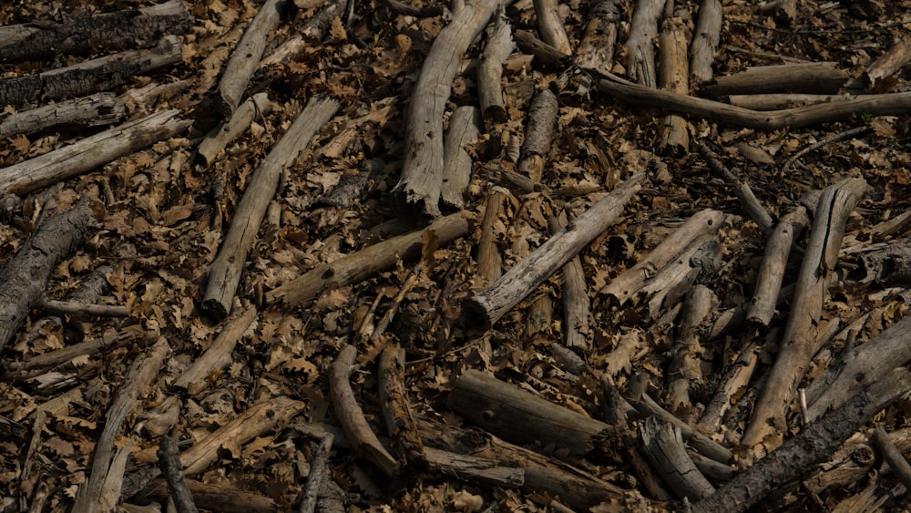 a pile of wood that is laying on the ground