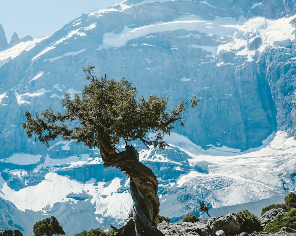 Un albero con una montagna sullo sfondo