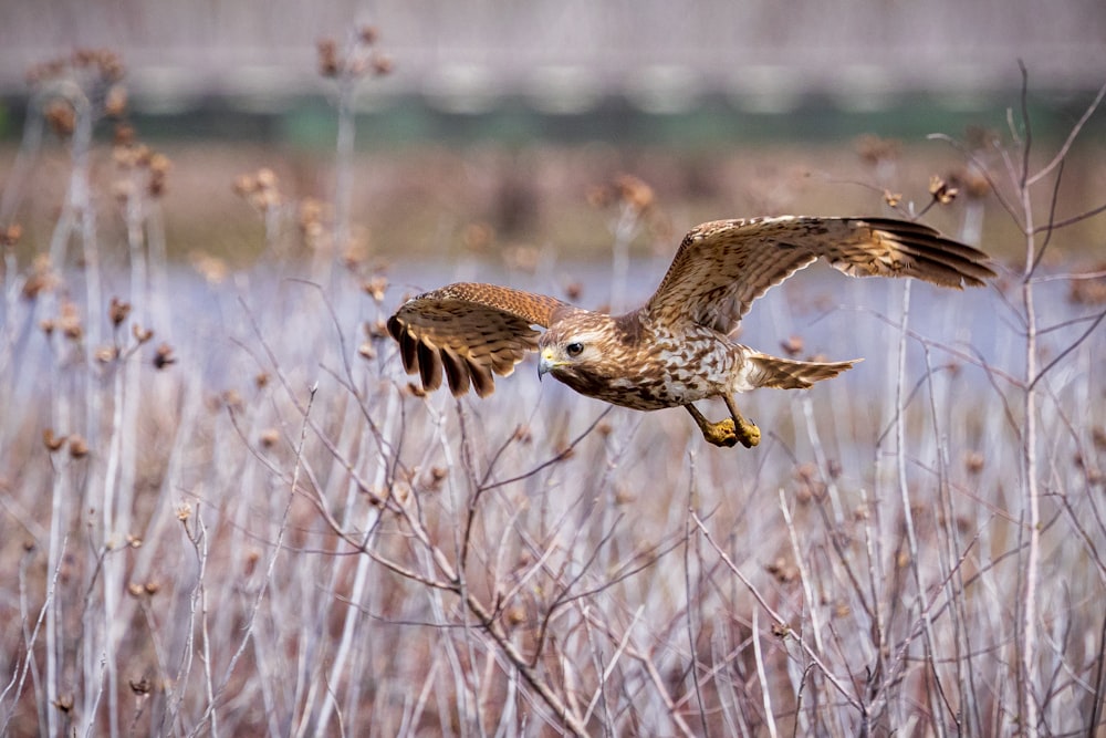 a large bird flying over a dry grass field