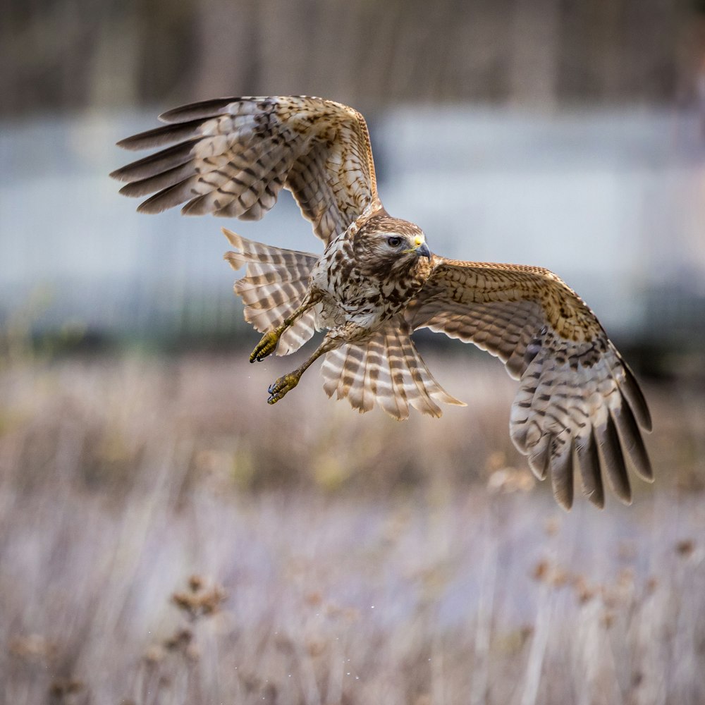 a large bird flying over a field of tall grass