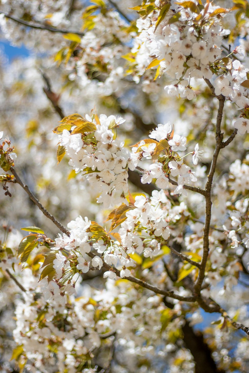 a tree with lots of white flowers on it