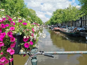 A scenic view of the canals with traditional trajineras and vibrant flowers along the banks.