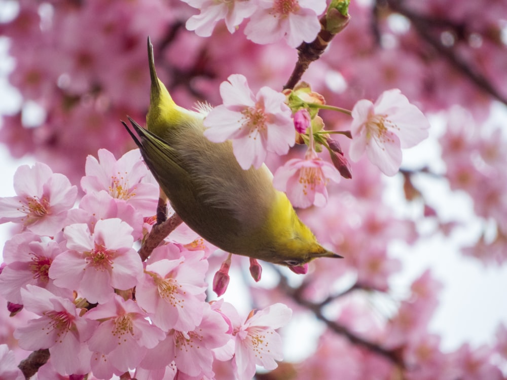 um pássaro está empoleirado em um galho de uma árvore de flor de cerejeira