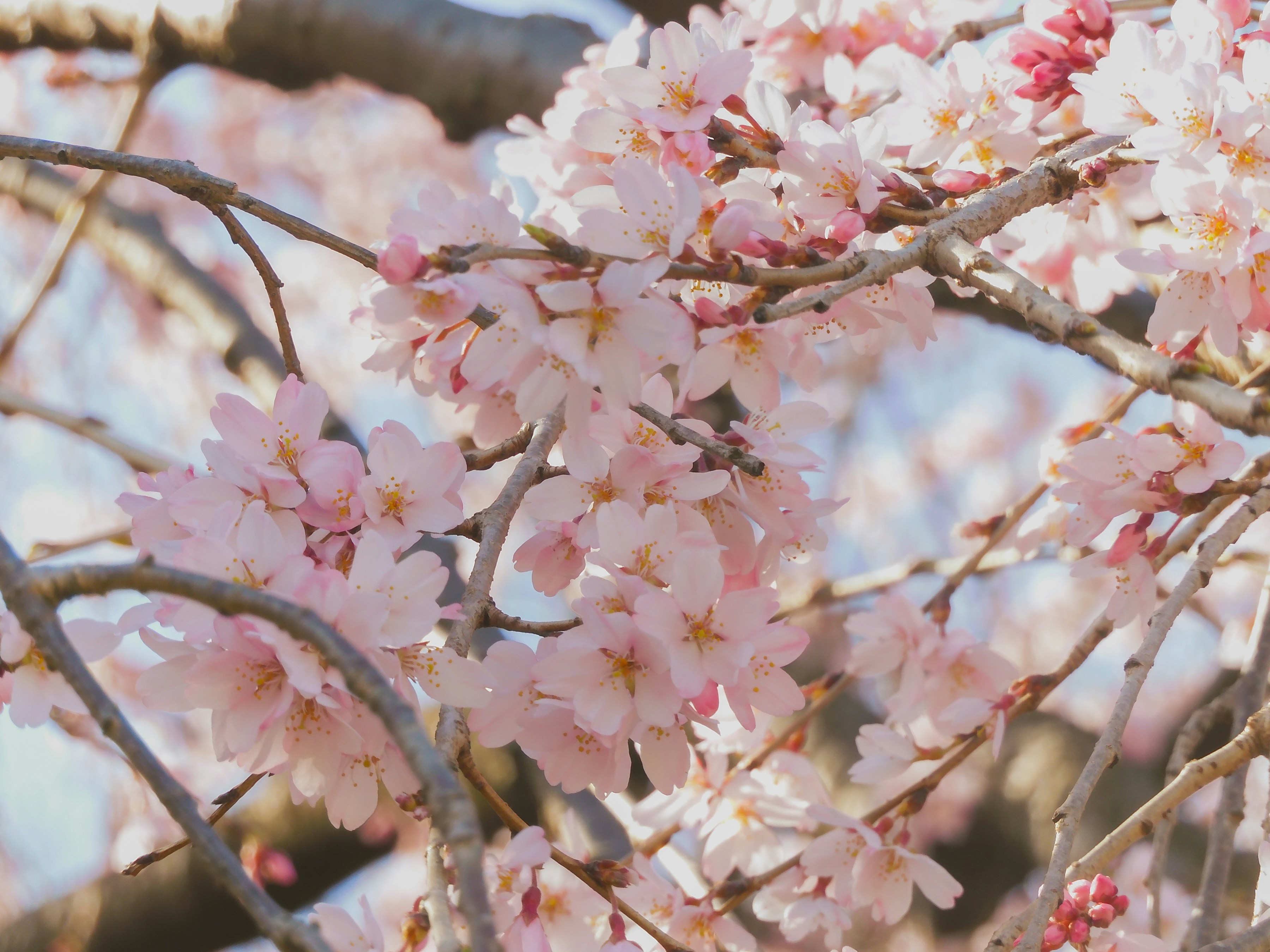 Photo by heppoko_yama