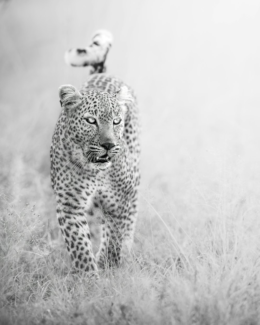 a leopard standing on a dry grass field