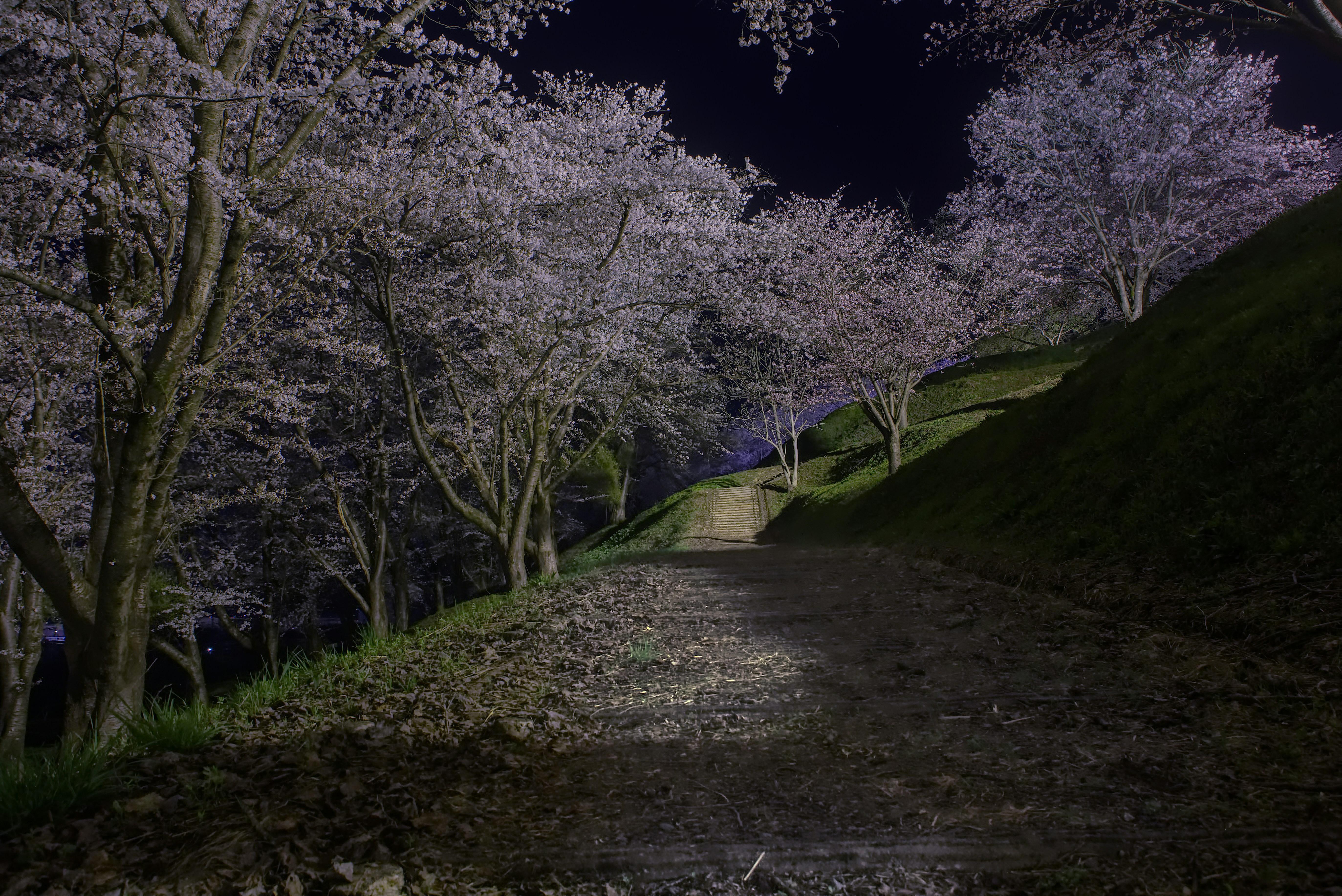 Digital Hanami event in Tokyo