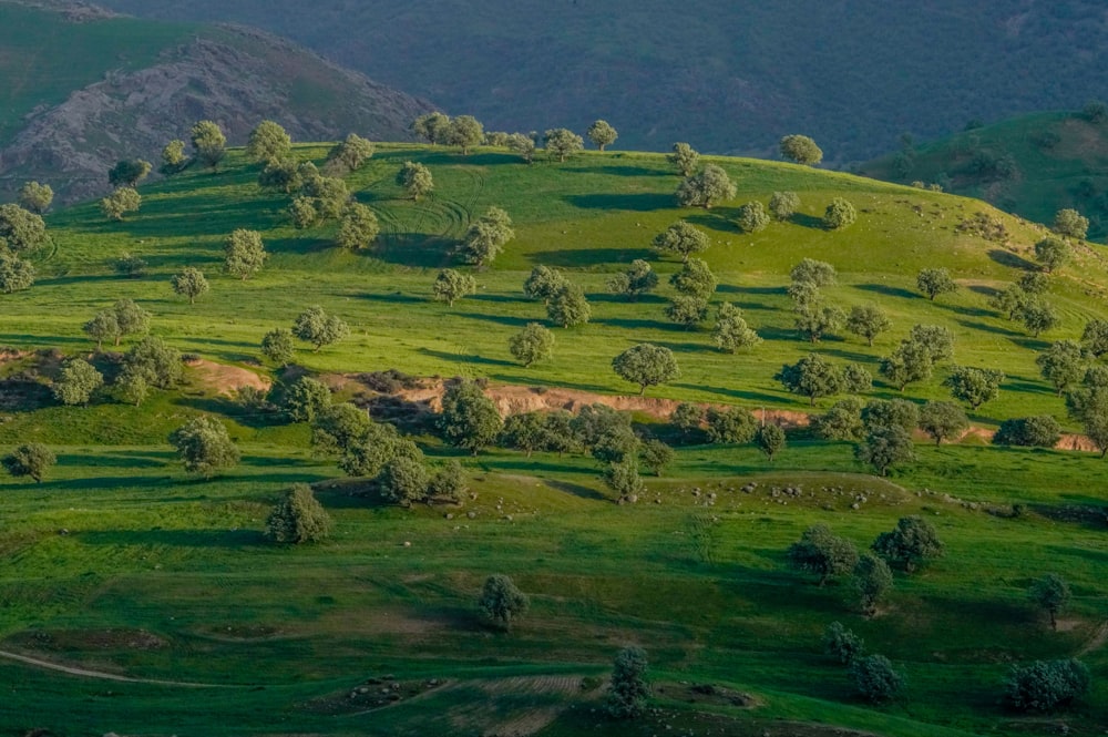 a lush green hillside covered in lots of trees