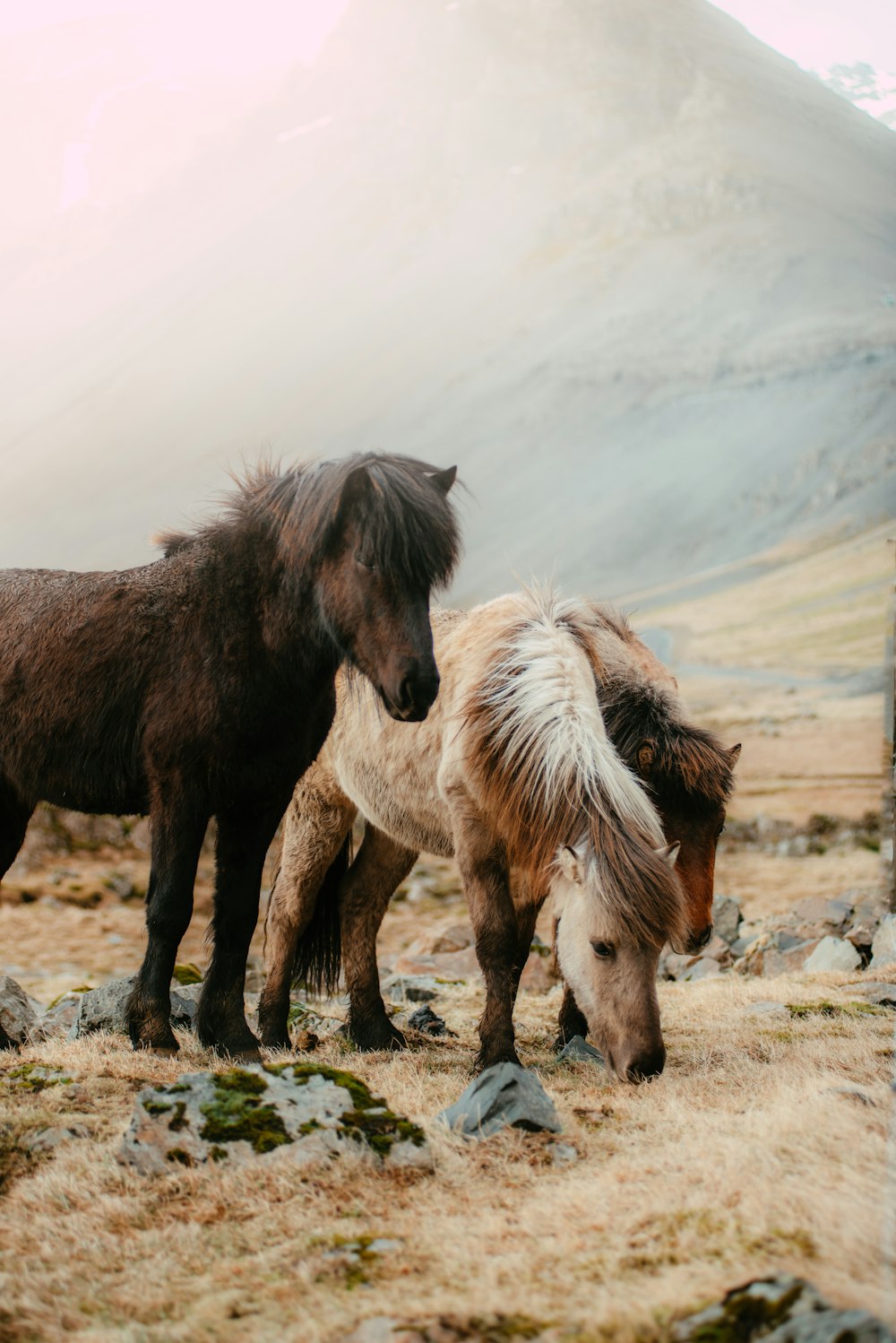 two ponies standing in a field with a mountain in the background