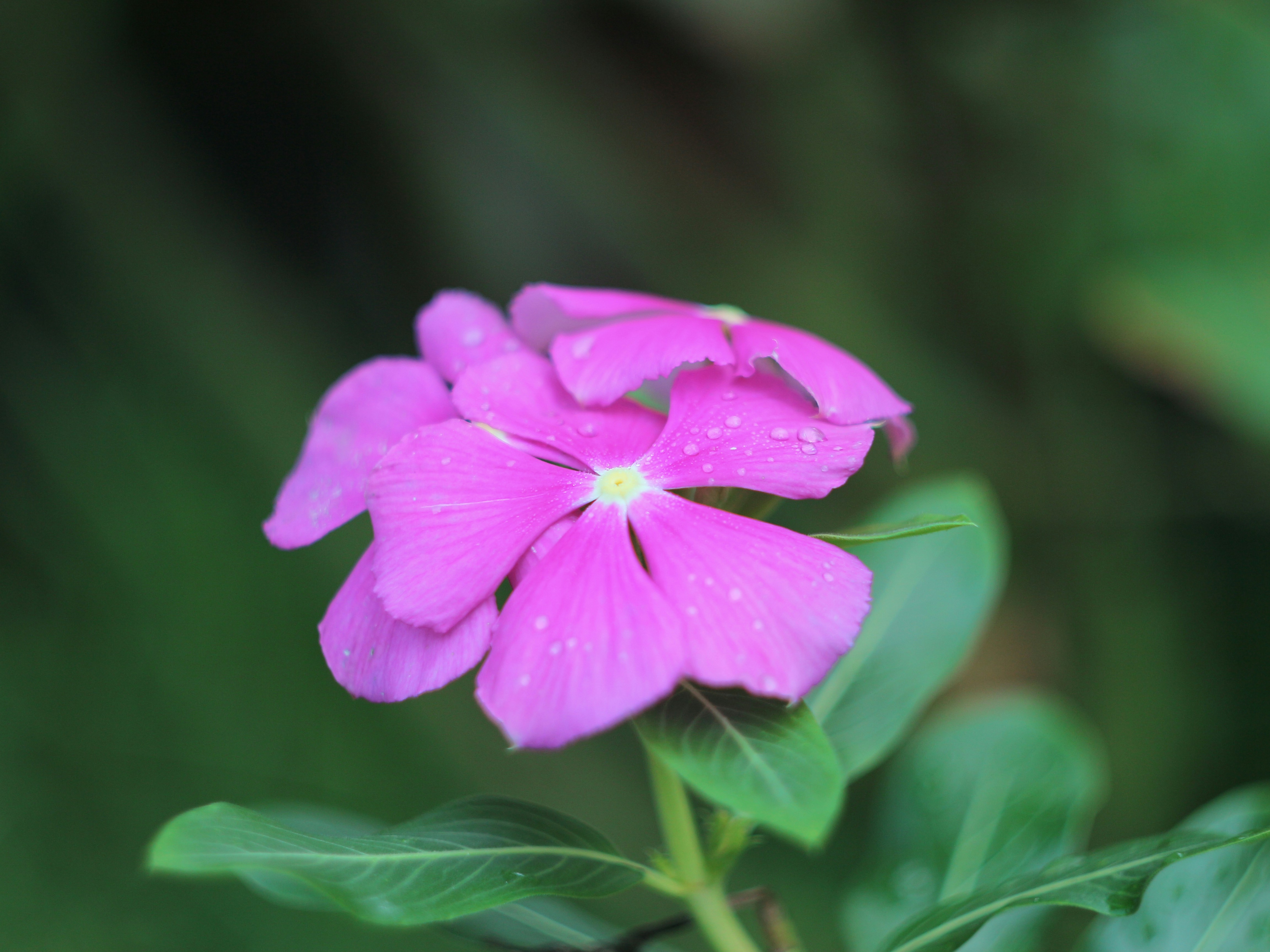 Photo by phamhoanghaidang