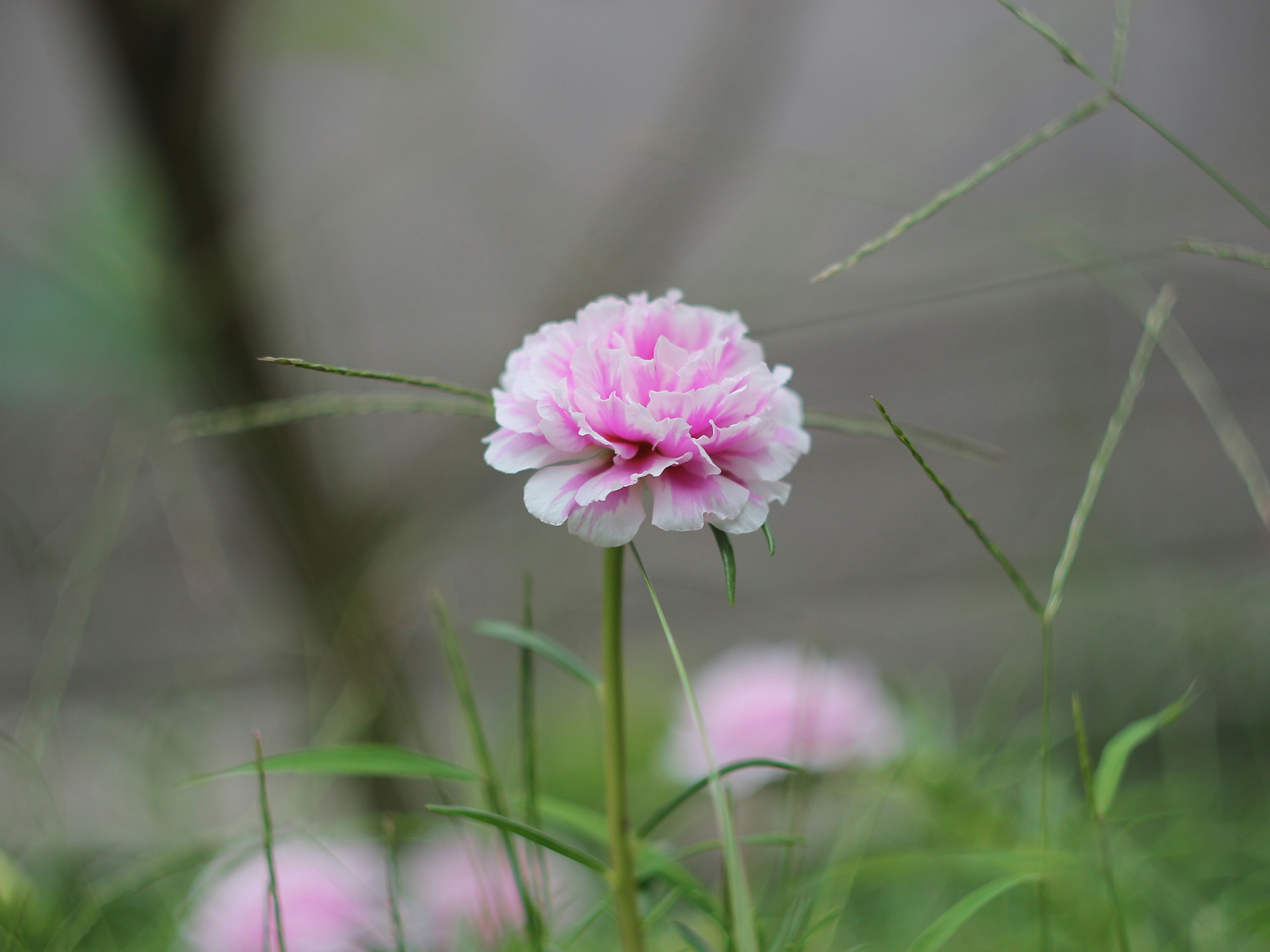 Photo by phamhoanghaidang