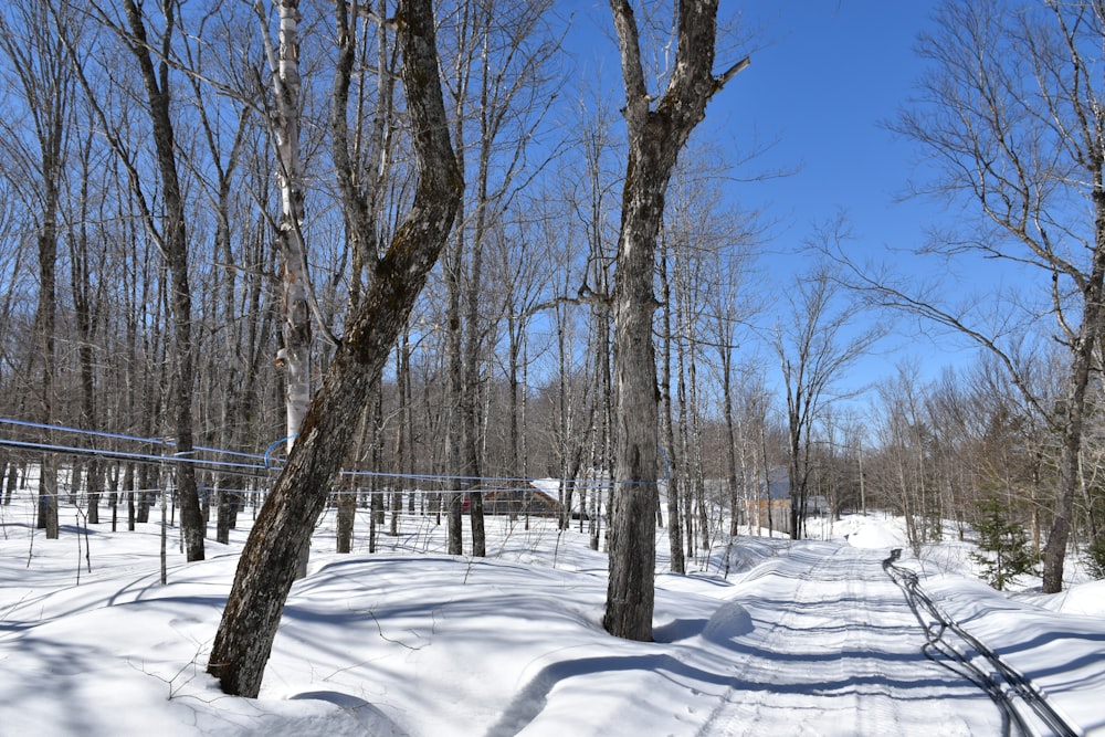 a path in the snow between two trees