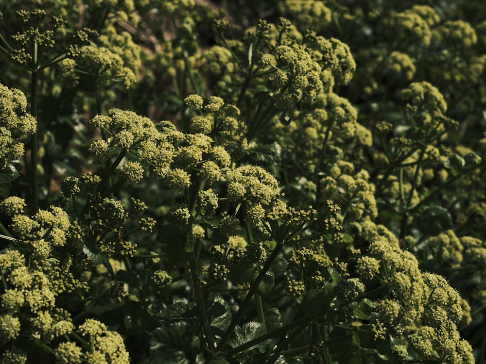 a close up of a bunch of broccoli plants