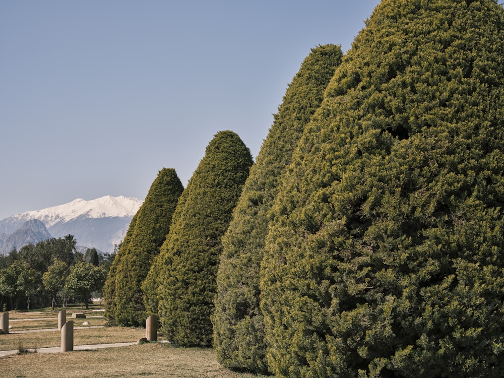 a row of trees in a park with mountains in the background