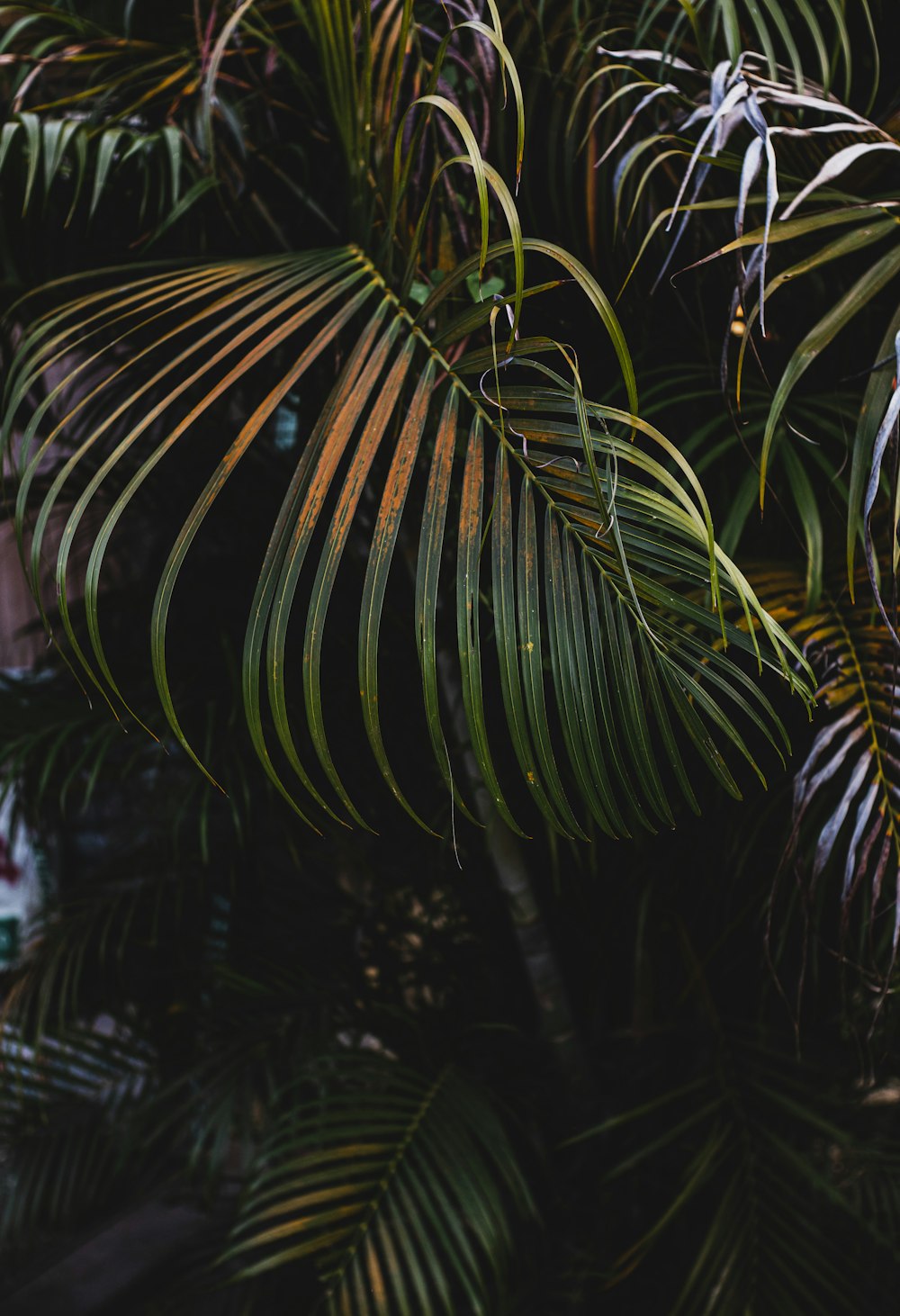 a close up of a palm tree with lots of leaves