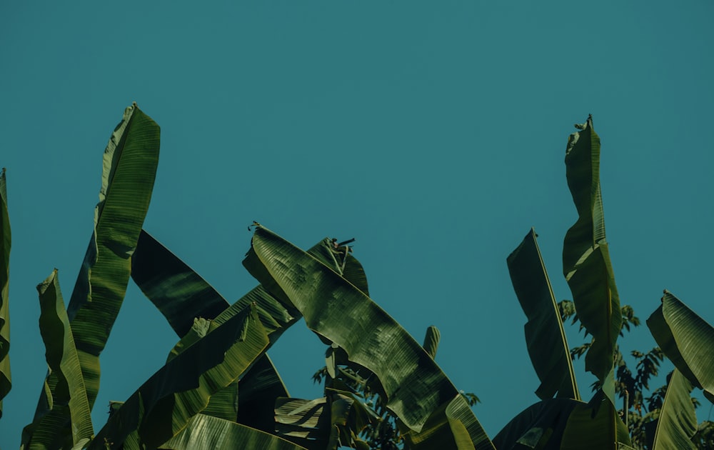 a banana tree with a blue sky in the background