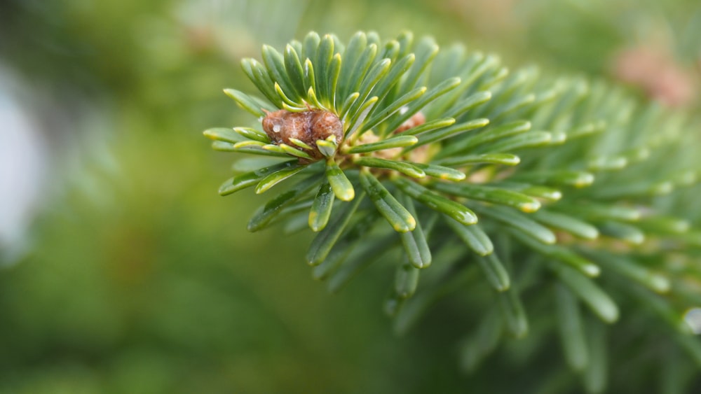 a close up of a pine tree branch