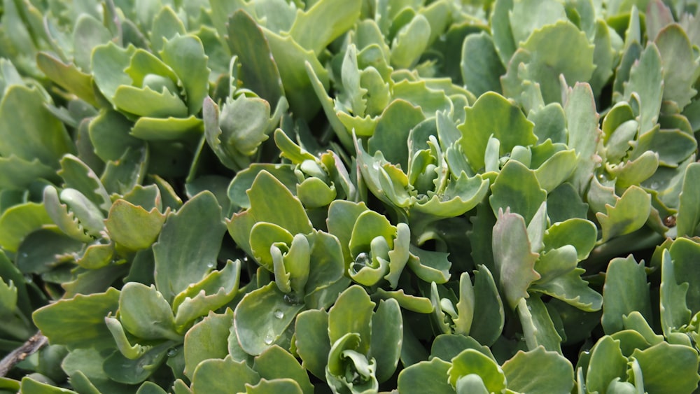 a close up of a plant with green leaves