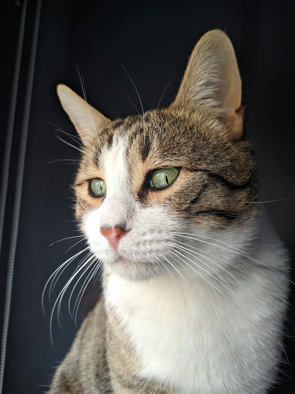 a close up of a cat with green eyes