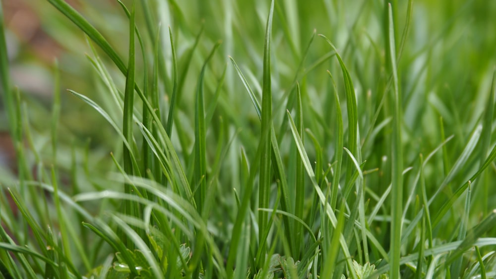 a close up of some green grass with a blurry background