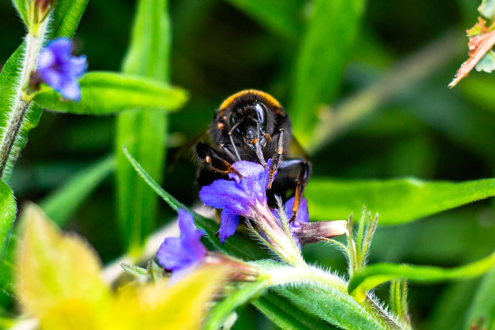 Une abeille assise au sommet d’une fleur violette