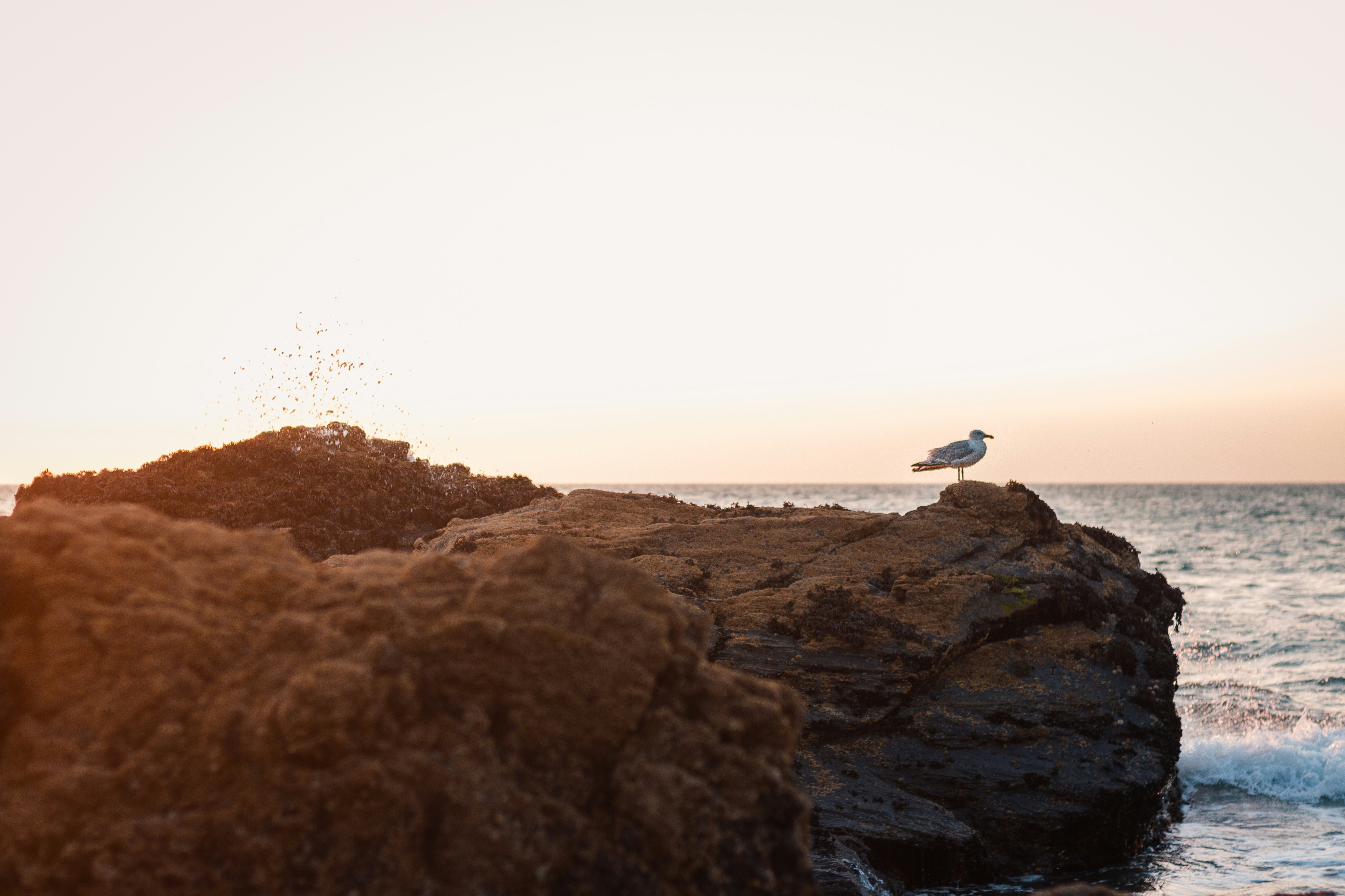 a seagull sitting on a rock near the ocean