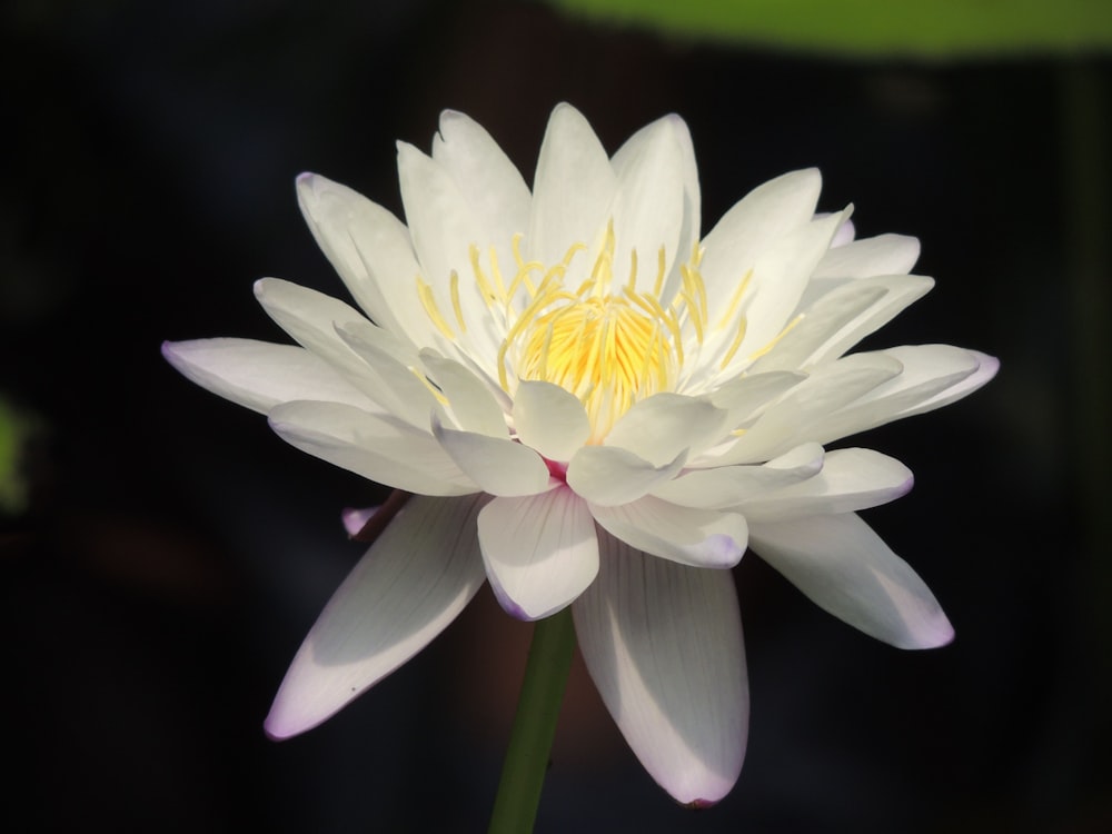 a white flower with a yellow center in a pond