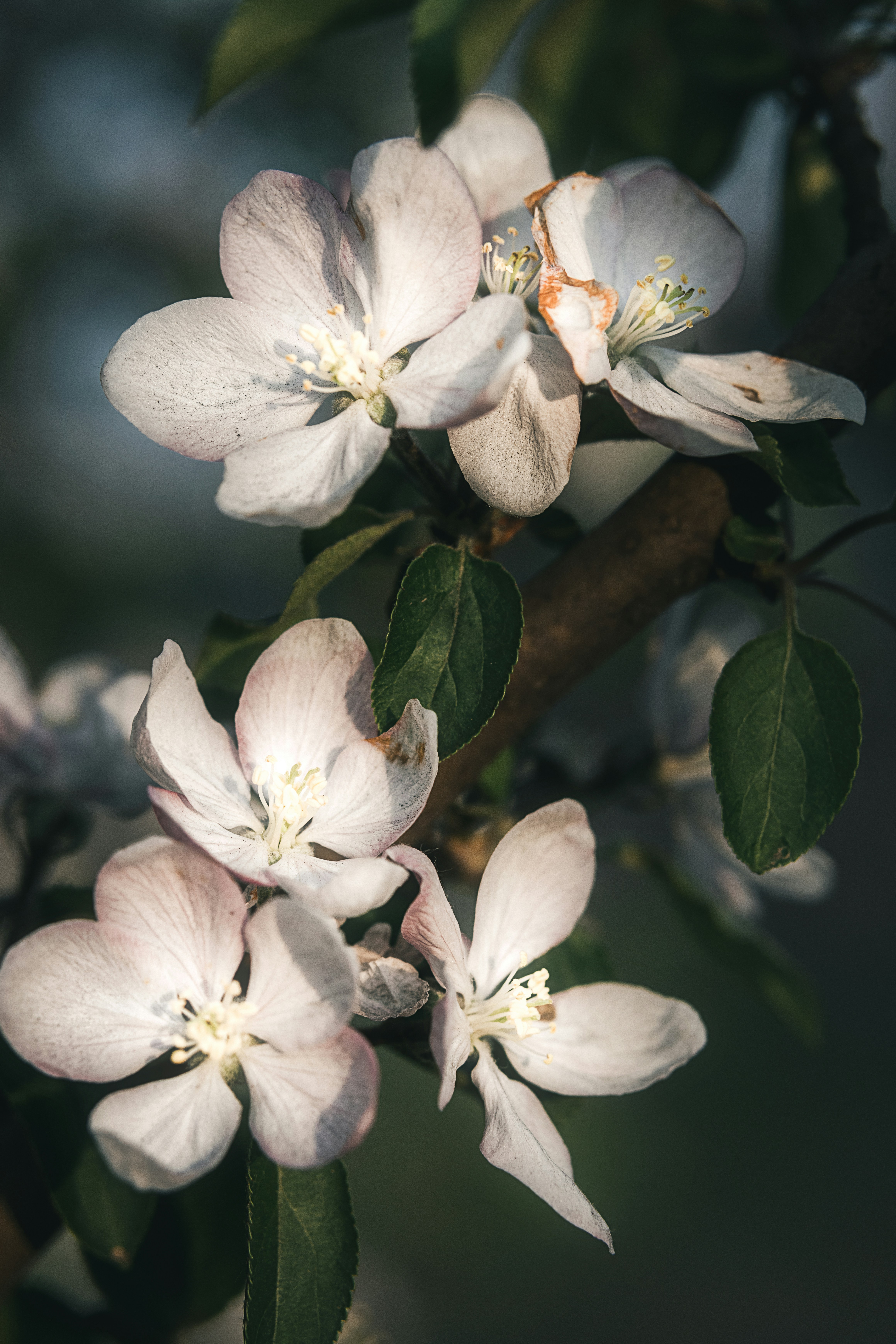 Photo by juliuscarmine