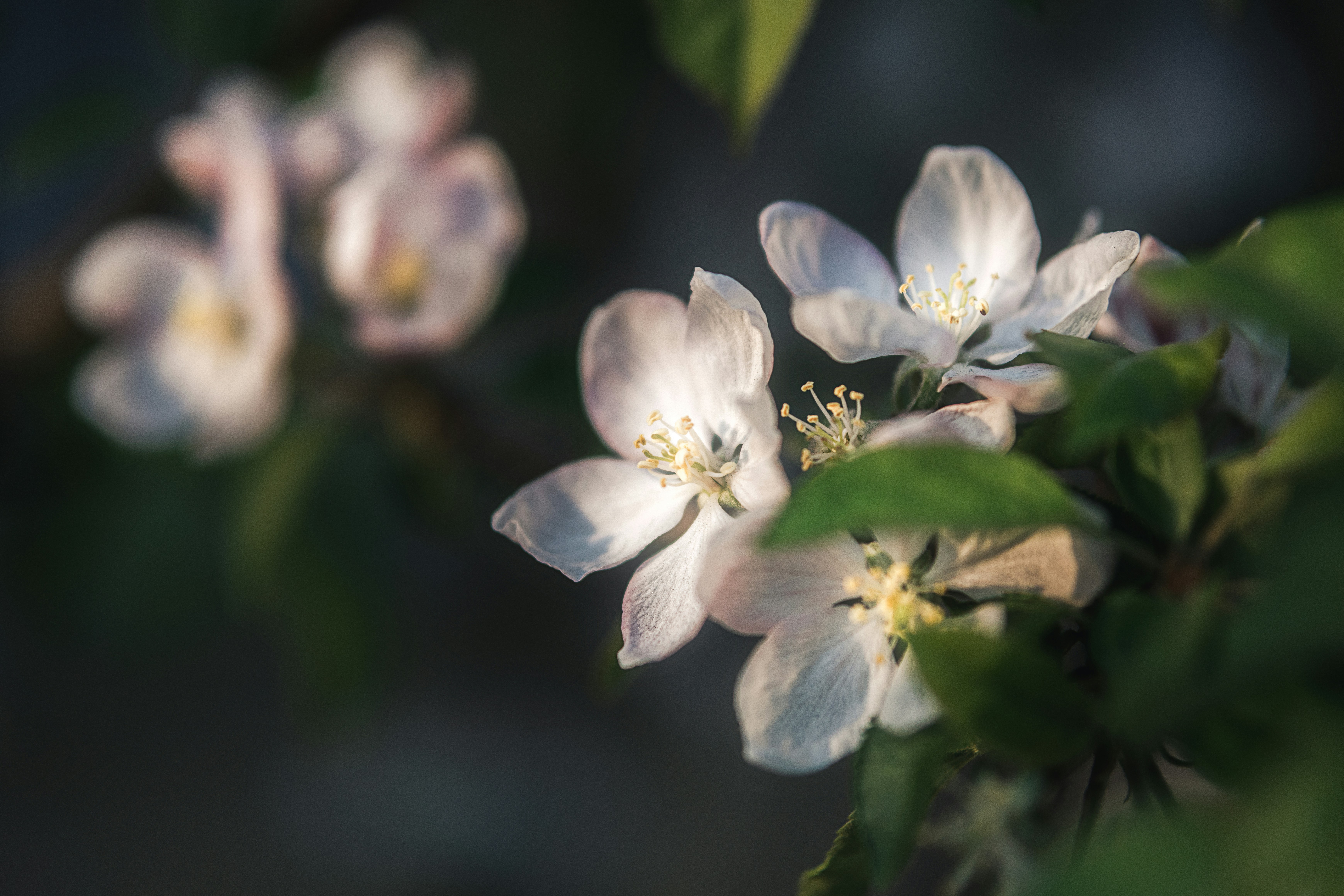 Photo by juliuscarmine