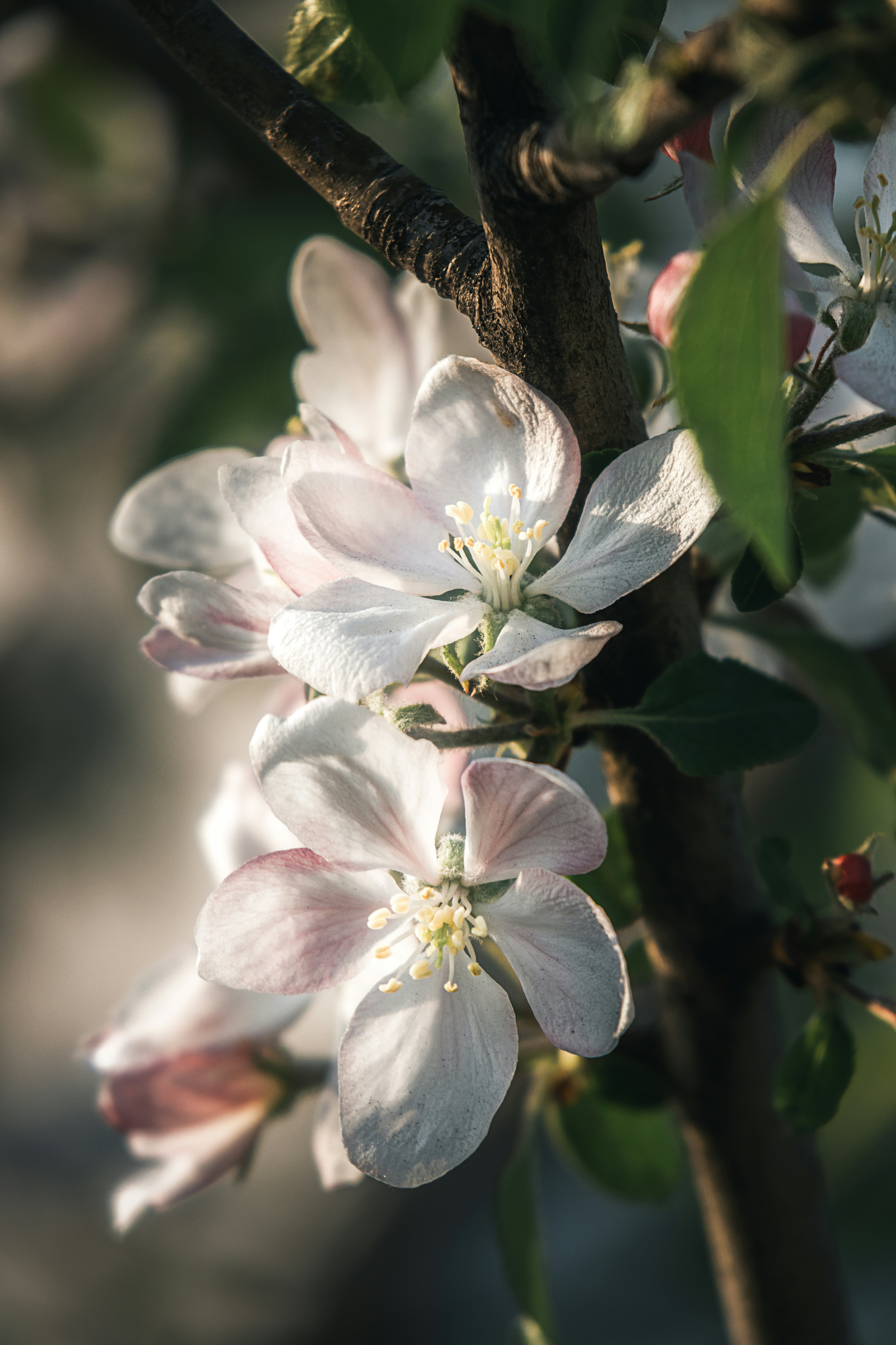 Photo by juliuscarmine