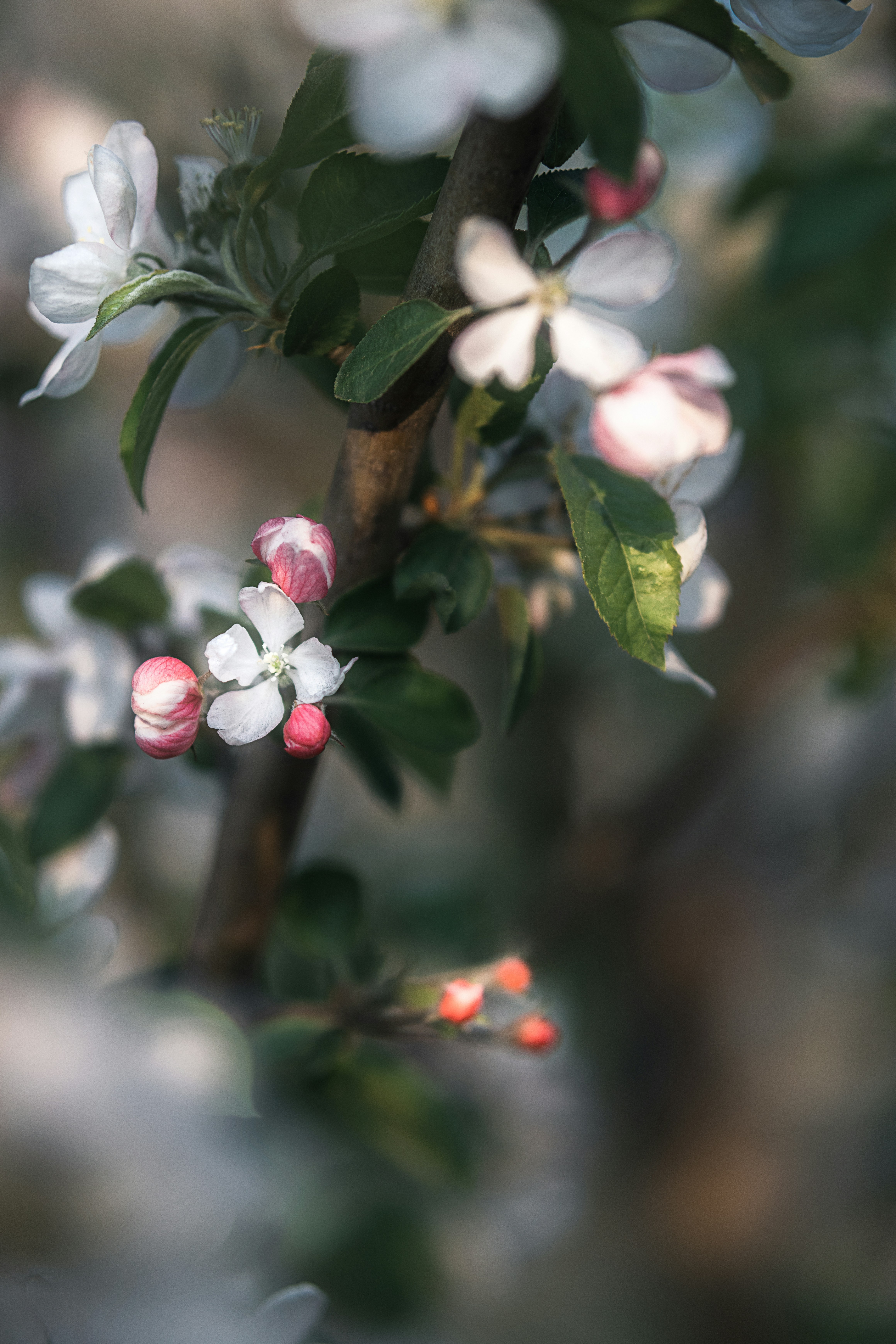 Photo by juliuscarmine