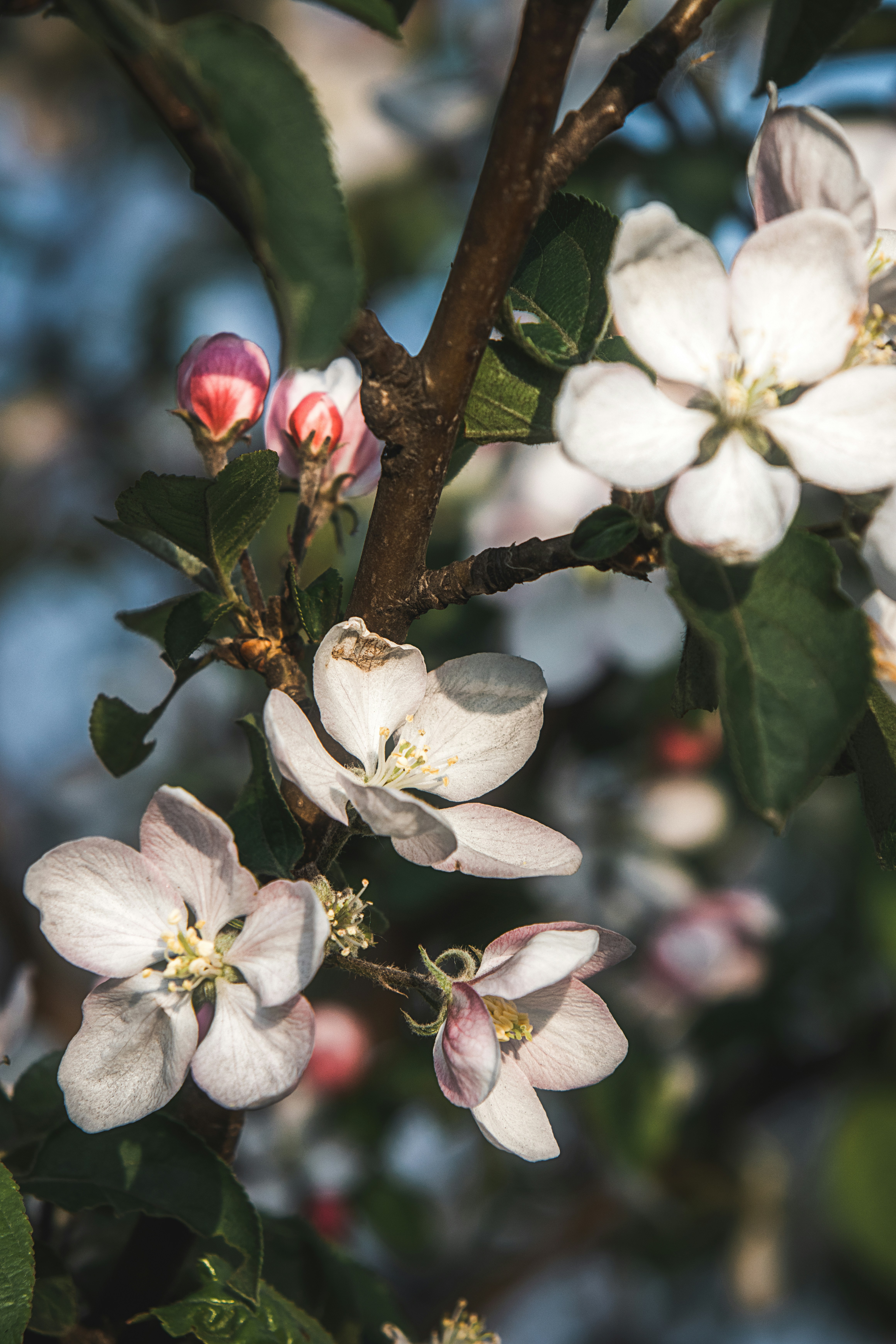 Photo by juliuscarmine