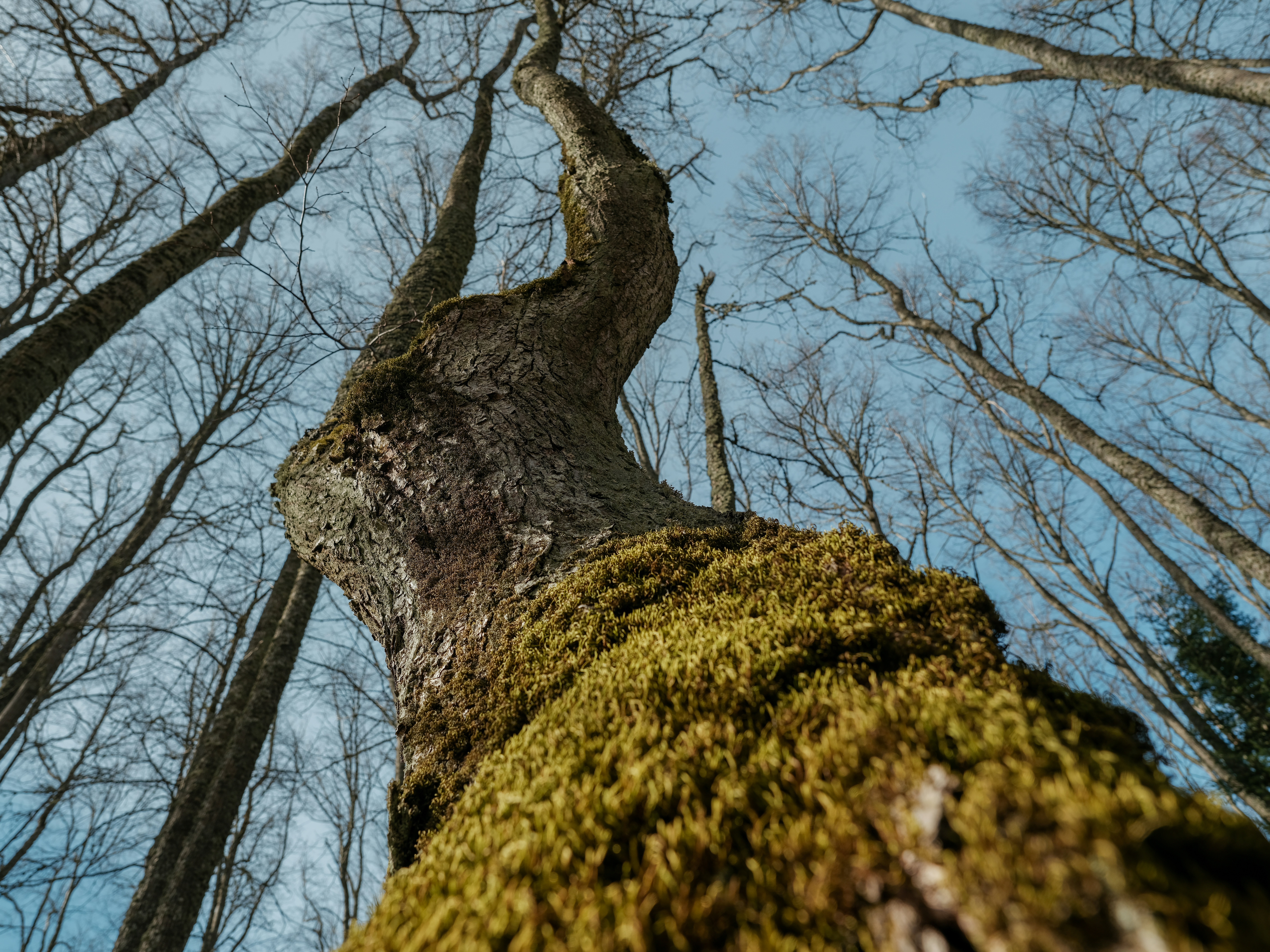 a tall tree with moss growing on it's trunk