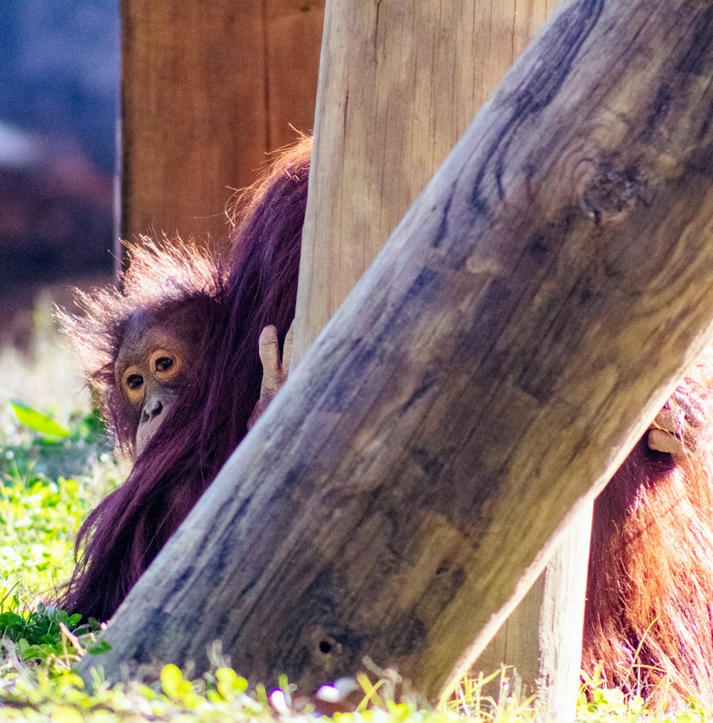 an orangutan sitting under a tree in a zoo enclosure