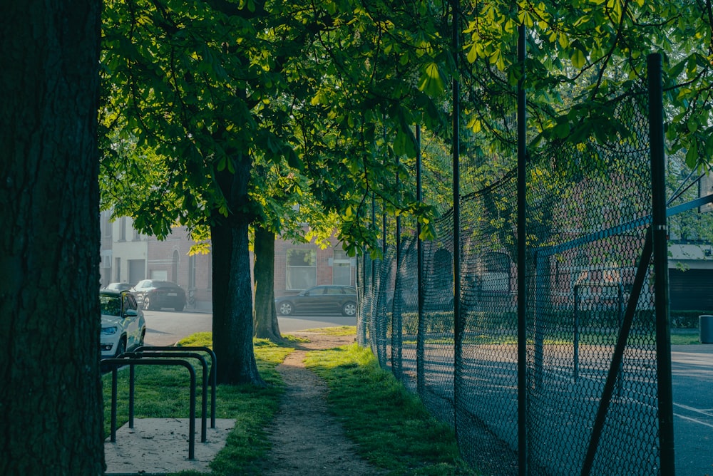 a path between two trees on a city street