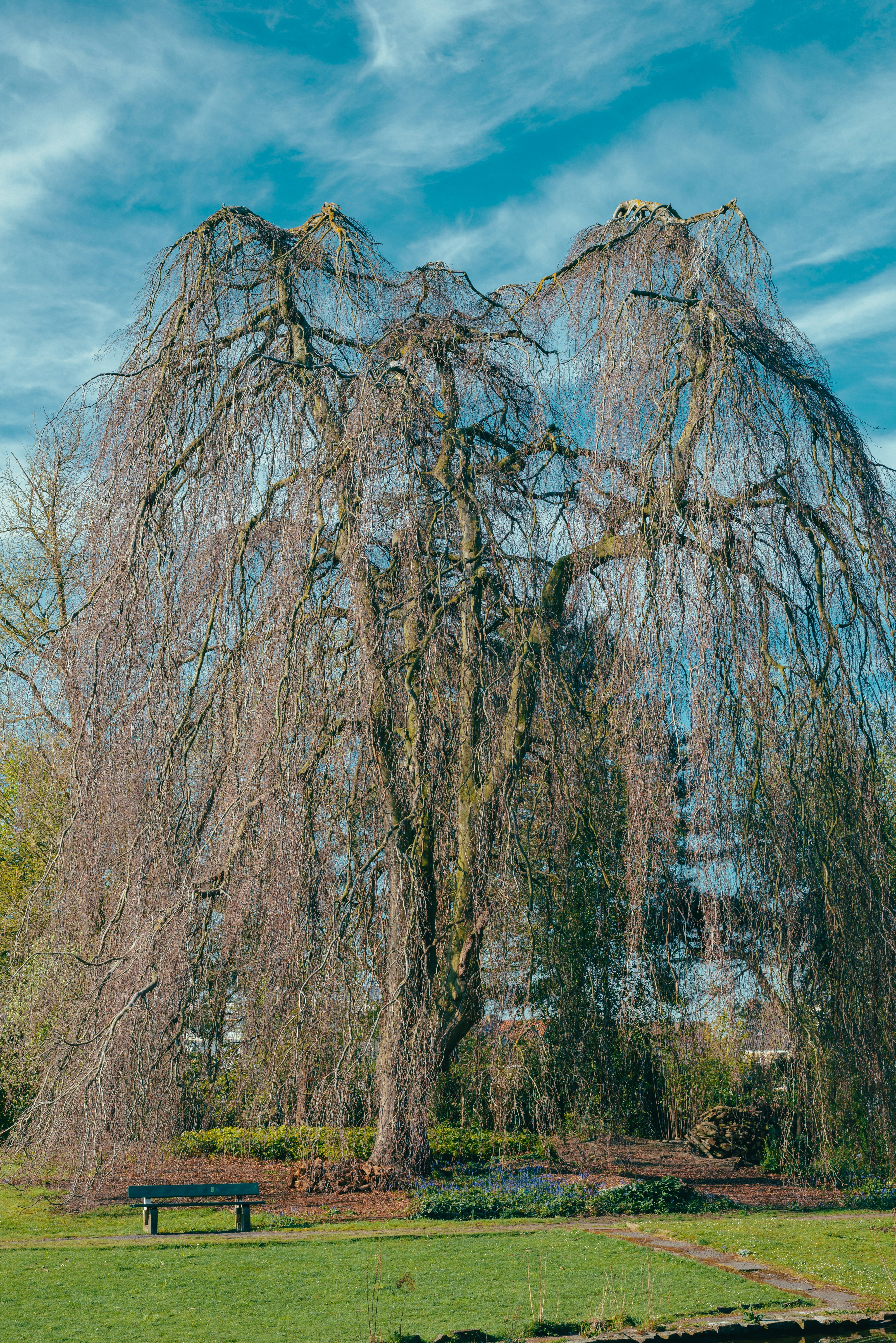a large tree in a park next to a bench