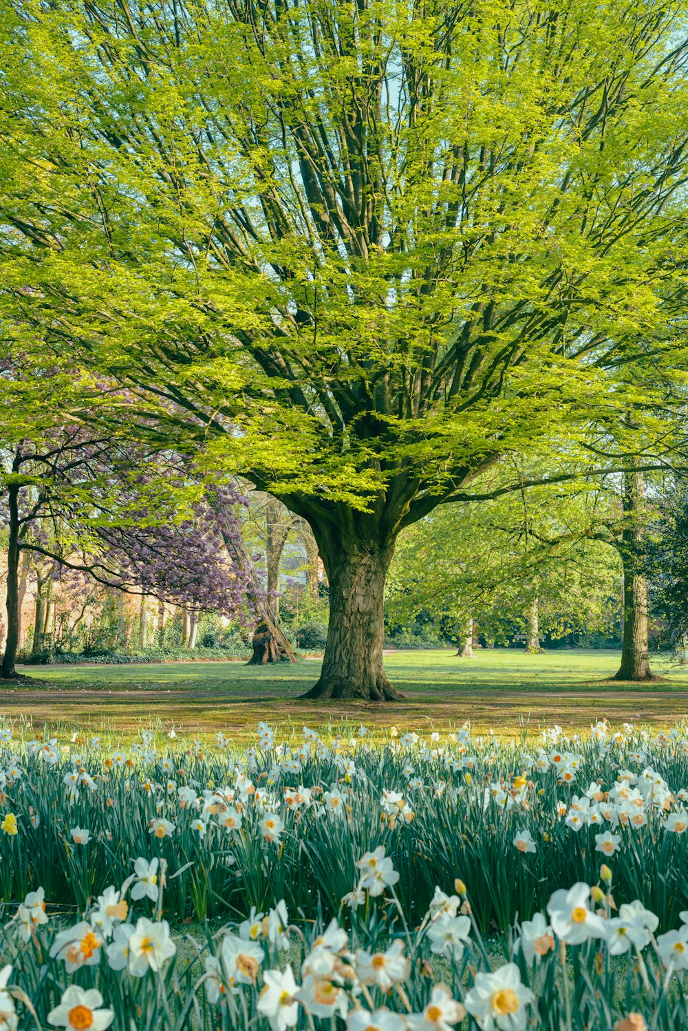 a large tree in the middle of a field of flowers