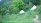 A lush, green landscape with two white tents nestled among dense foliage. A wooden fence runs along a narrow dirt path, leading through the vibrant vegetation. Various flowers add splashes of color amidst the verdant surroundings, and trees tower above, creating a serene, natural setting.