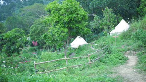 A lush, green landscape with two white tents nestled among dense foliage. A wooden fence runs along a narrow dirt path, leading through the vibrant vegetation. Various flowers add splashes of color amidst the verdant surroundings, and trees tower above, creating a serene, natural setting.