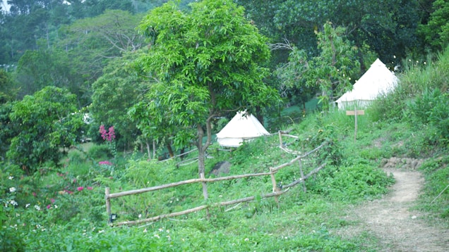 A lush, green landscape with two white tents nestled among dense foliage. A wooden fence runs along a narrow dirt path, leading through the vibrant vegetation. Various flowers add splashes of color amidst the verdant surroundings, and trees tower above, creating a serene, natural setting.
