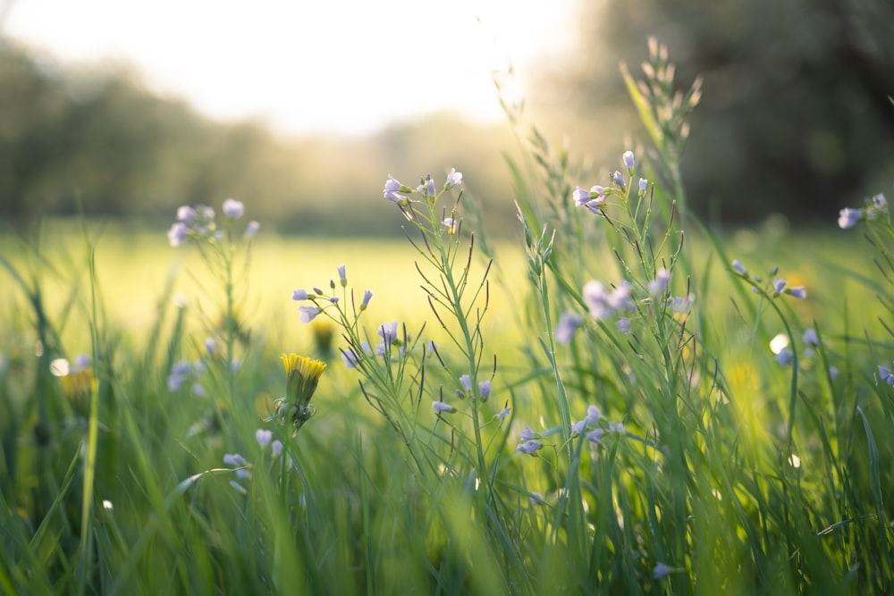 a bunch of flowers that are in the grass