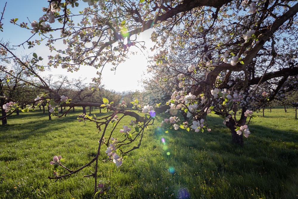 the sun shines through the branches of an apple tree