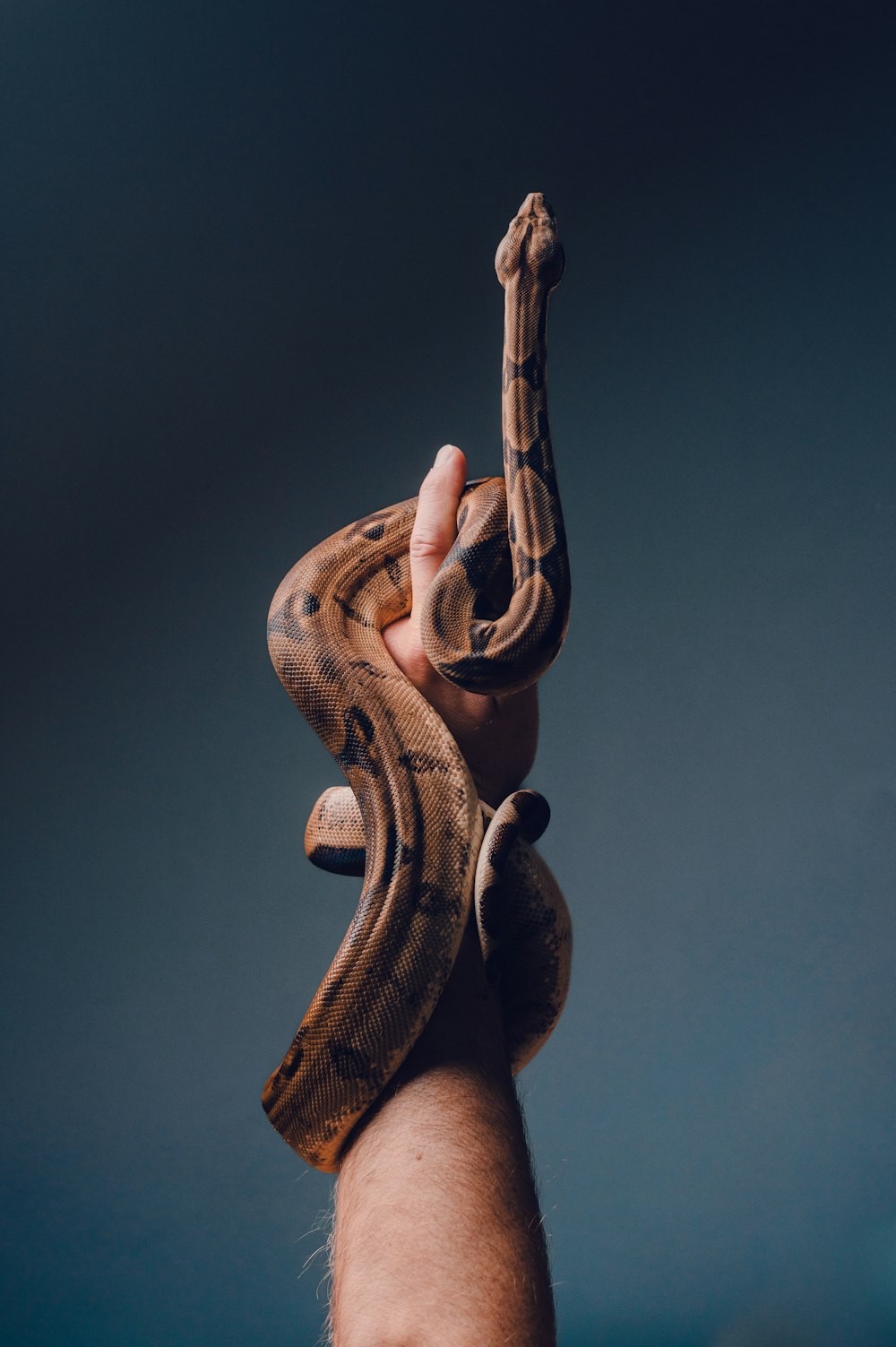 a person holding a large snake in their hand