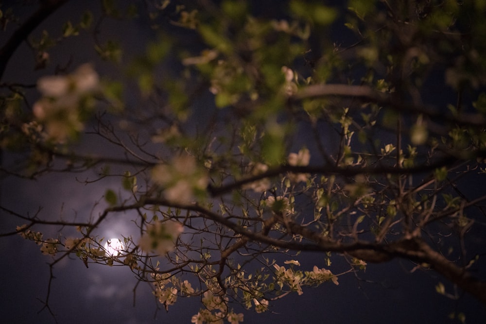 a full moon seen through the branches of a tree