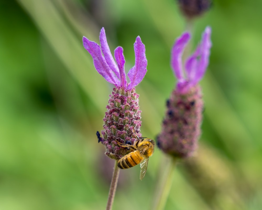 a bee sitting on a purple flower in a field