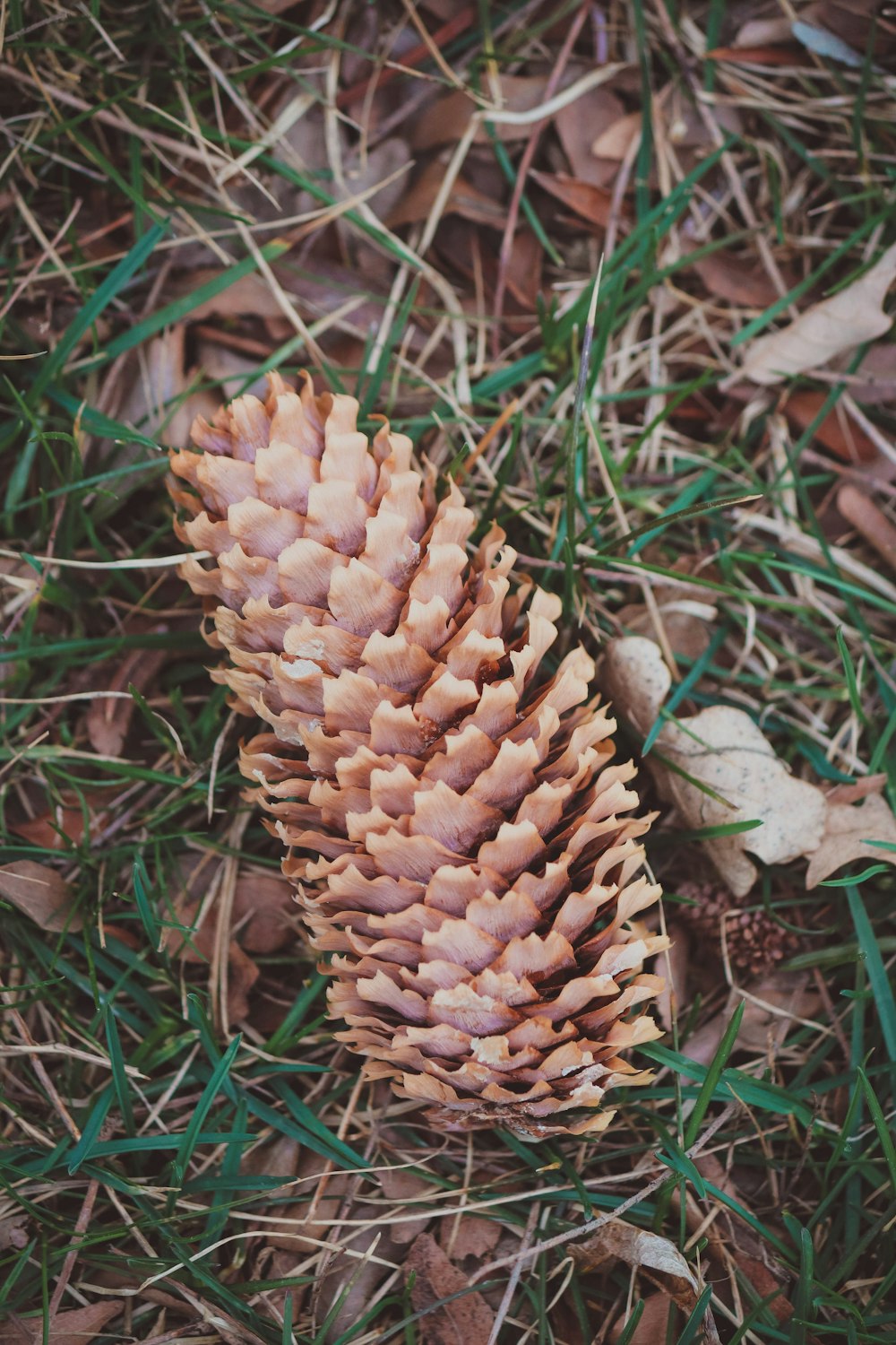 a pine cone laying on the ground in the grass